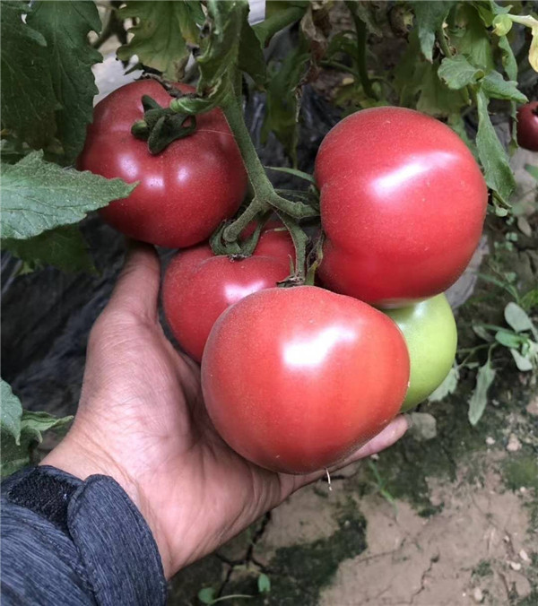 悅蔬金粉王口感番茄